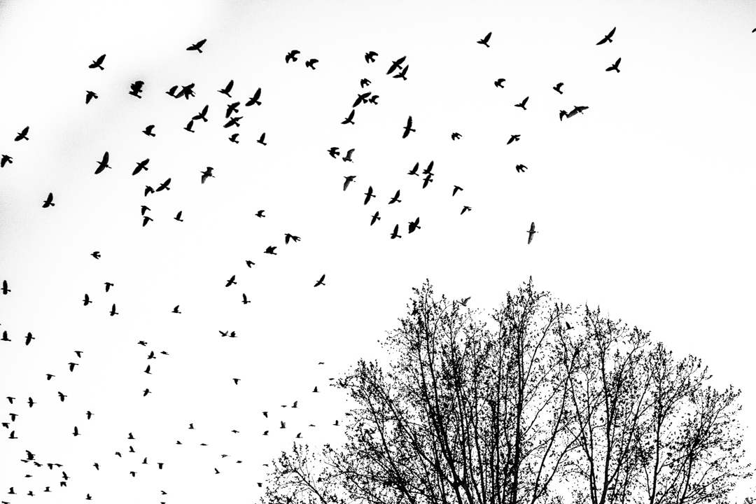 fotos de pájaros volando capturados con velocidad de obturación rapida